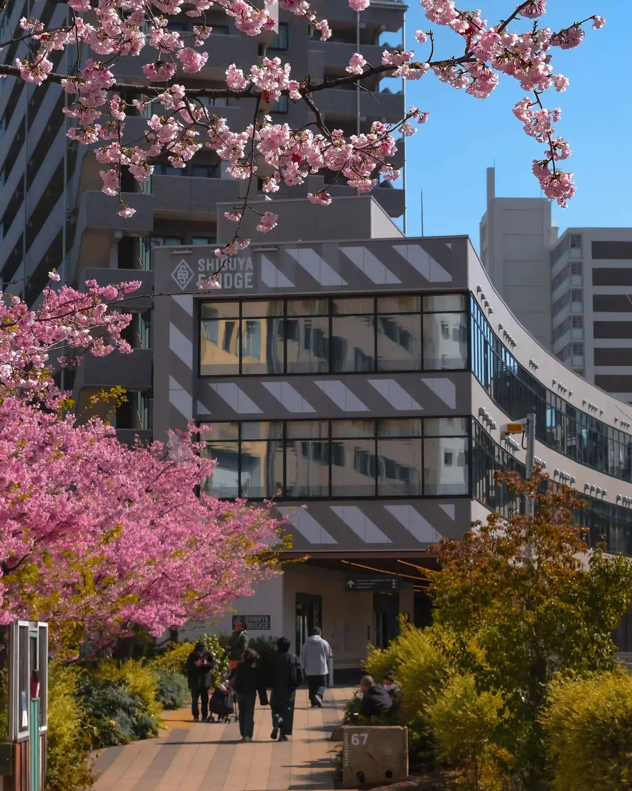 渋谷川沿いの桜　渋谷ブリッジ周辺　HOTEL GRAPHY 渋谷から徒歩で行ける