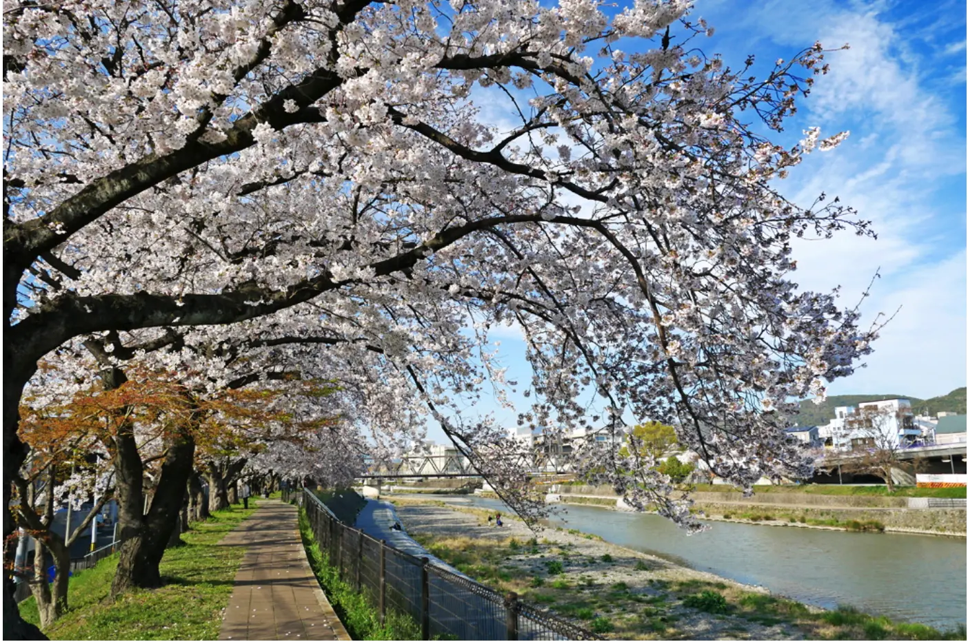 鴨川の桜　2026年 京都の花見スポット　河原町から徒歩で行ける